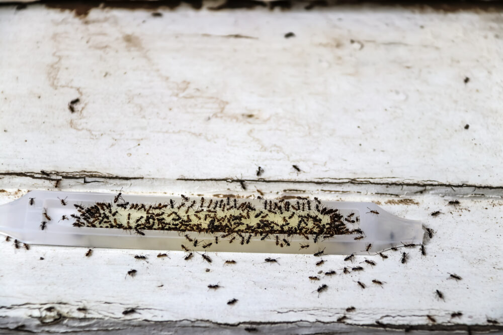 These experts utilize targeted treatments that are far more efficient than over-the-counter remedies and are tailored to the specific type of ant and infestation level.