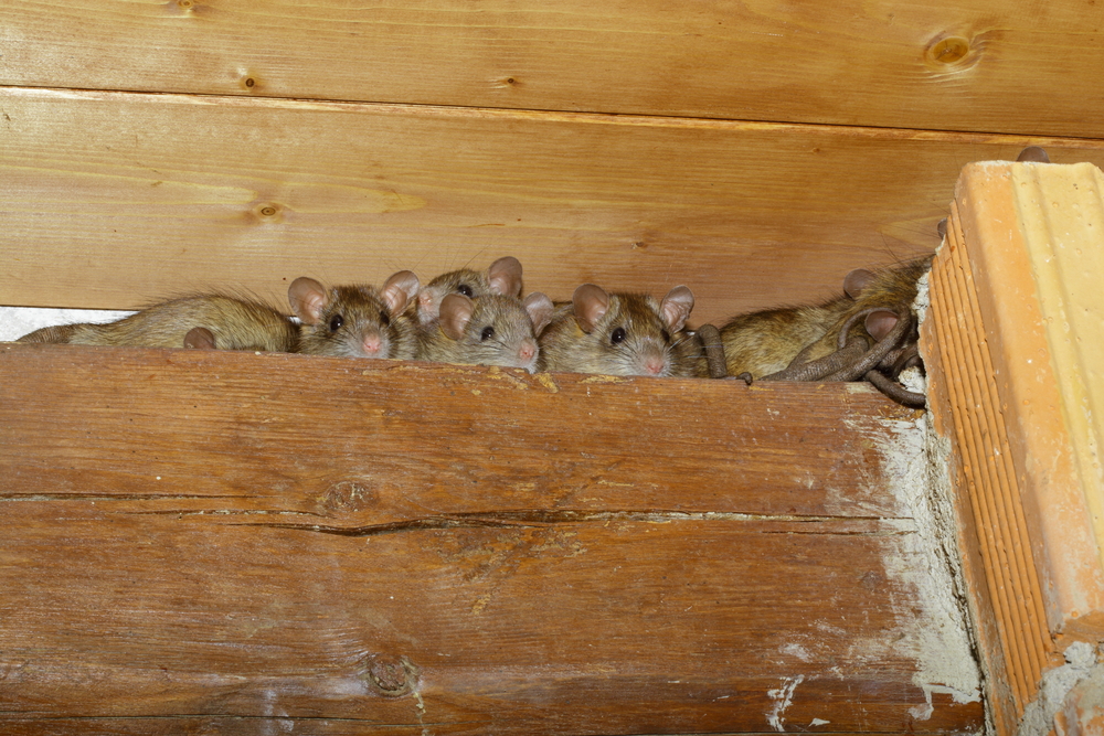 Ridding Your Home of Rodent Infestations