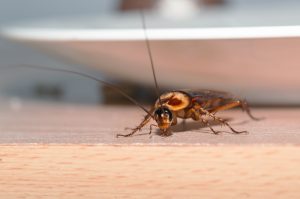 Roach Report: What Pest Inspections Reveal About Cockroaches