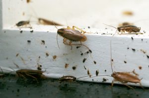 Safeguarding Structures: The Role of Inspections in Pest Hotspot Detection
