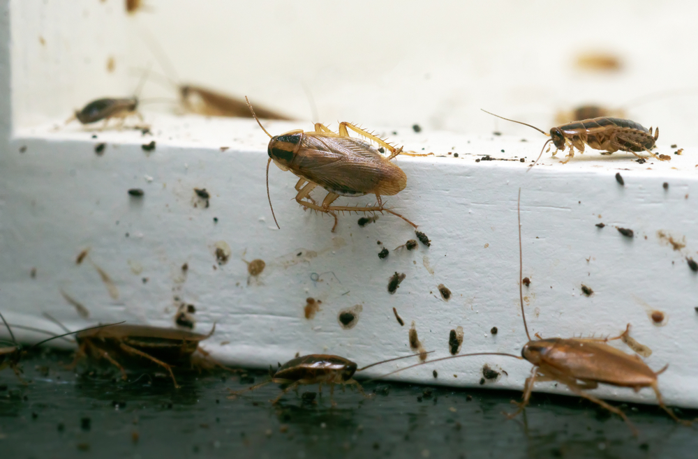 Safeguarding Structures: The Role of Inspections in Pest Hotspot Detection
