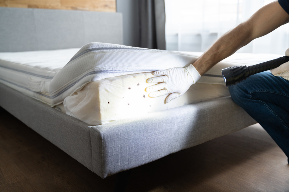 Signs and Symptoms of Bed Bug Infestation