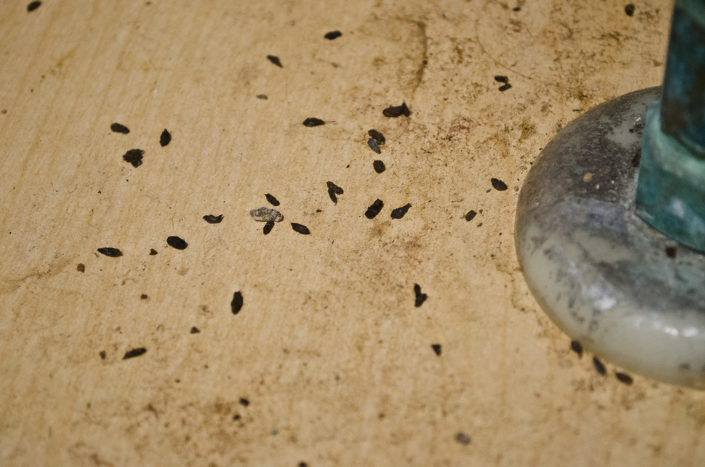 Signs of Pest Infestation