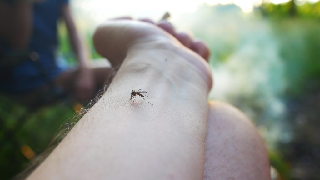 Signs of a Mosquito Infestation