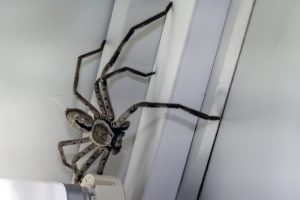 Silent Spiders: Detection and Implications in Pest Inspections