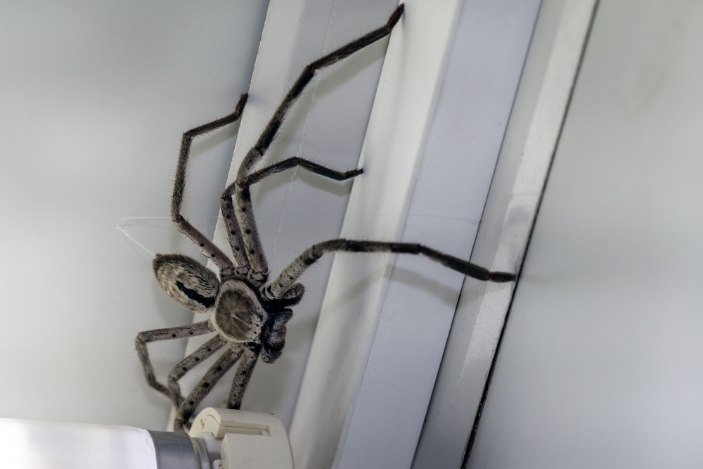 Silent Spiders: Detection and Implications in Pest Inspections