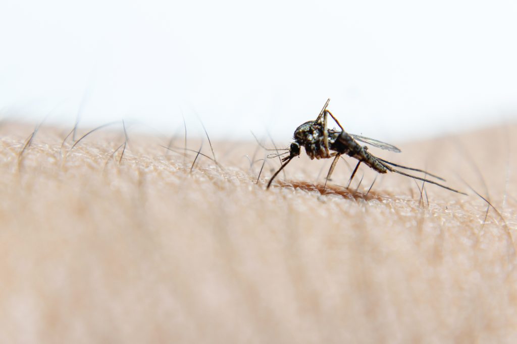 The Dangers of Mosquito Infestations in Your Home