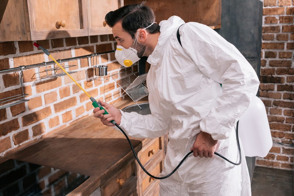 The Essential Guide to Choosing Professional Pest Management Solutions
