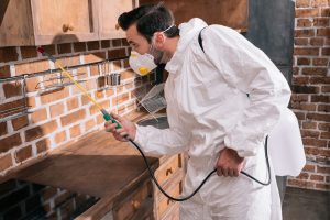 The Essential Guide to Choosing Professional Pest Management Solutions