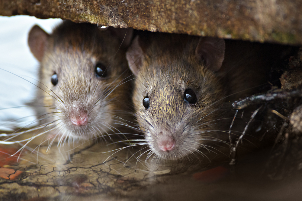 The Impact of Moisture on Pest Infestations