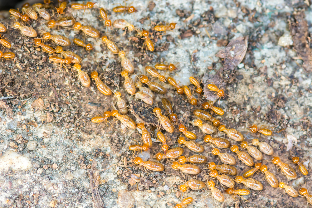 The Importance of Building and Pest Inspections