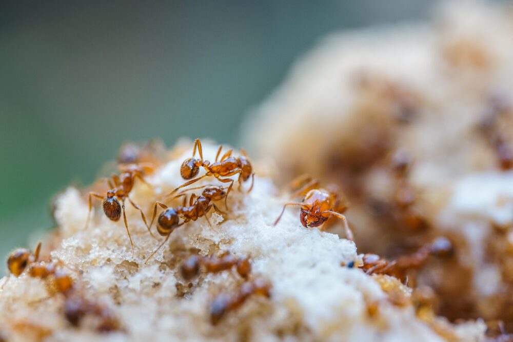 The Importance of Regular Inspections for Early Detection