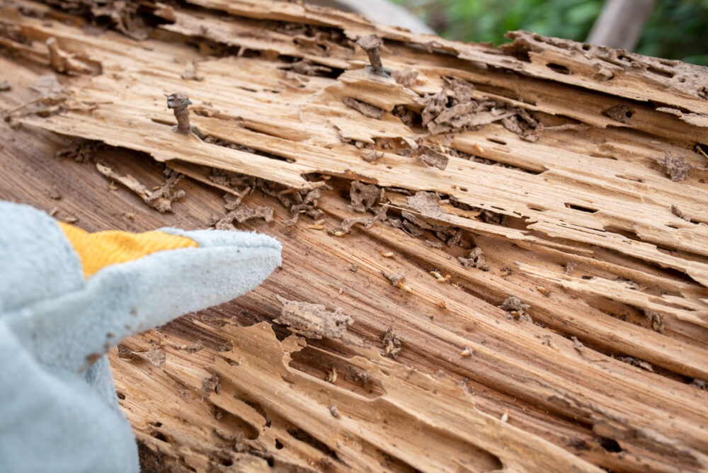 The Importance of Regular Termite Inspections