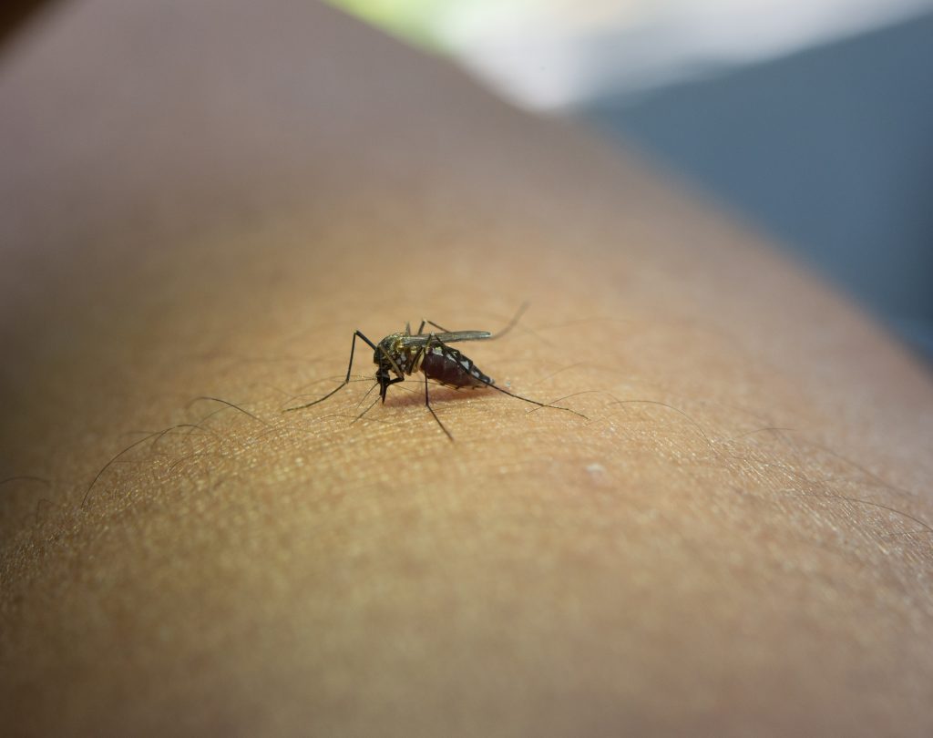 The Link Between Mosquito Bites and Diseases