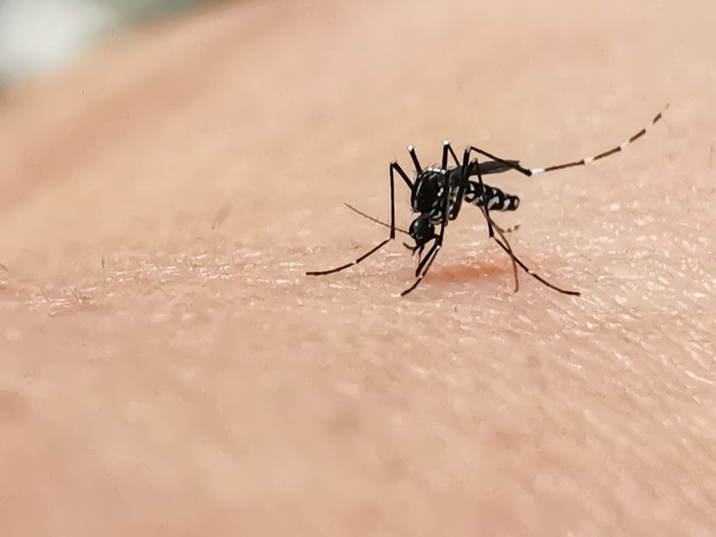 The Mosquito Menace: Insights from Pest Control Experts
