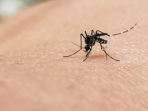 The Mosquito Menace: Insights from Pest Control Experts