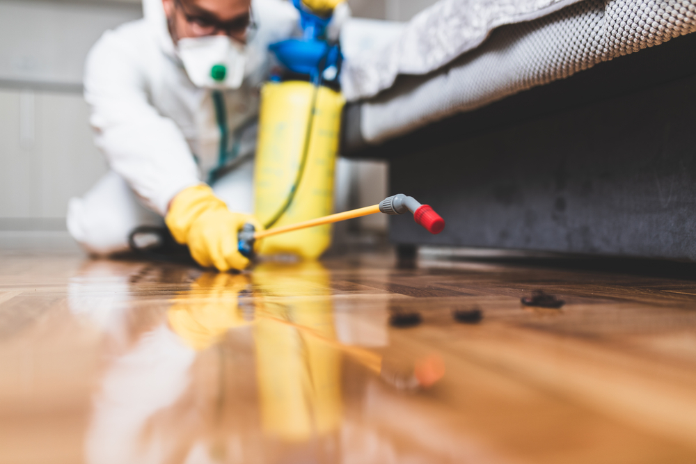 The Pest Inspection Process
