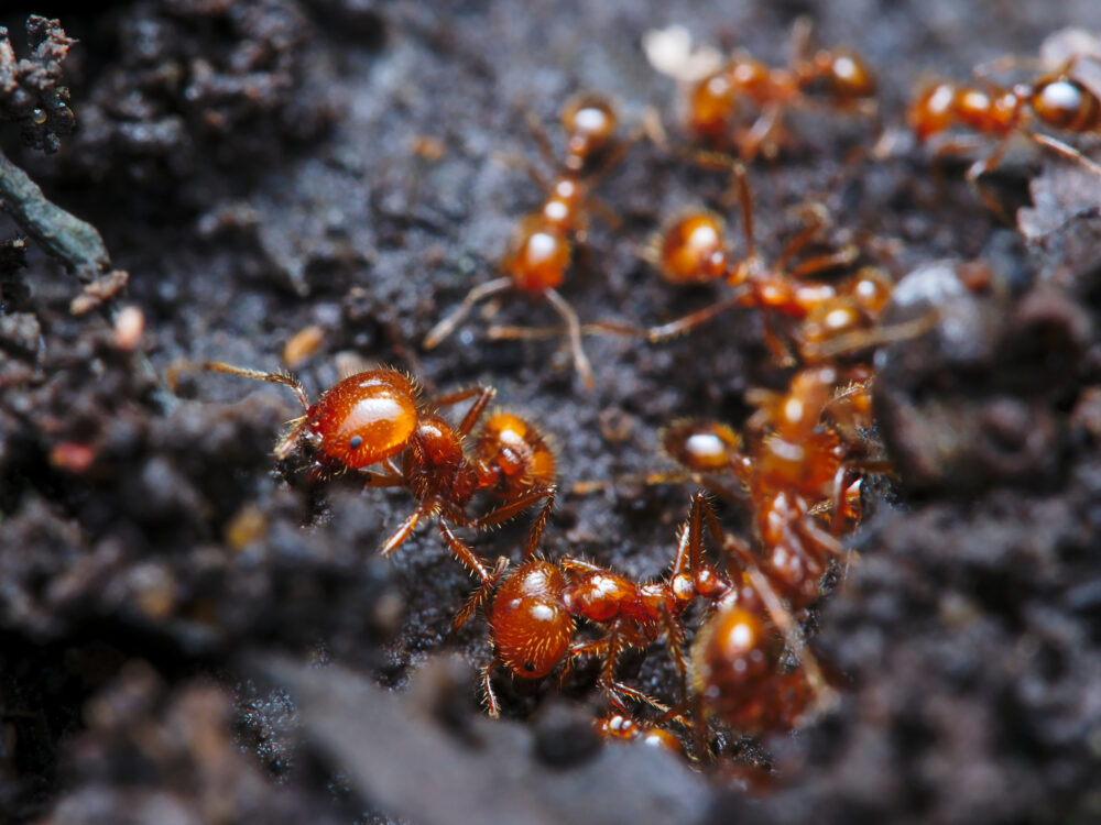 the process of professional ant pest control