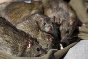 The Rodent Report: Insights From Comprehensive Pest Inspections