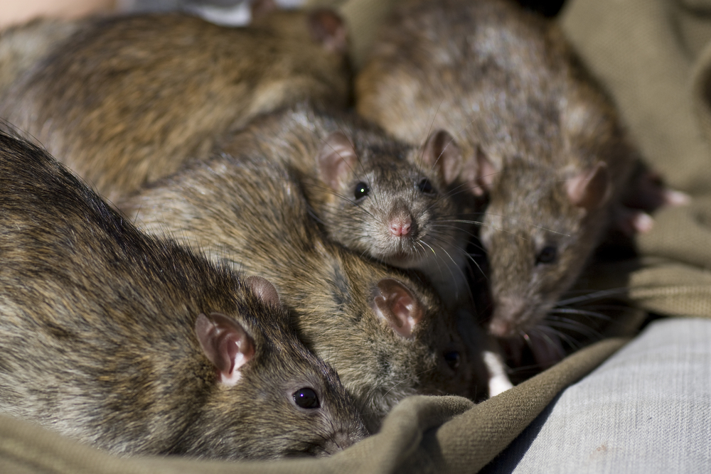 The Rodent Report: Insights From Comprehensive Pest Inspections