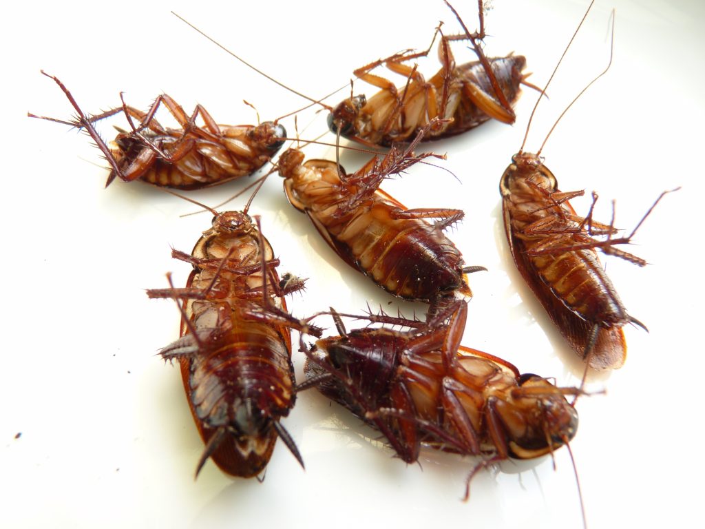 The Role of Integrated Pest Management (IPM)