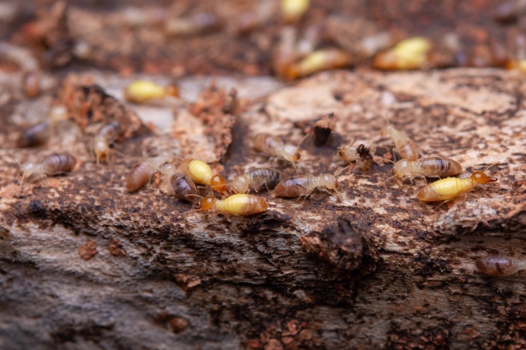 termites eat wooden planks. damage of a wooden house from termit