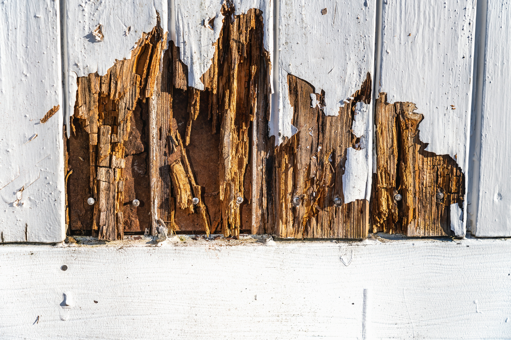Timber's Silent Threat: Preventing Timber Pest Intrusions Through Regular Maintenance