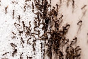 Tiny Intruders: The Impact of Ants Found During Inspections