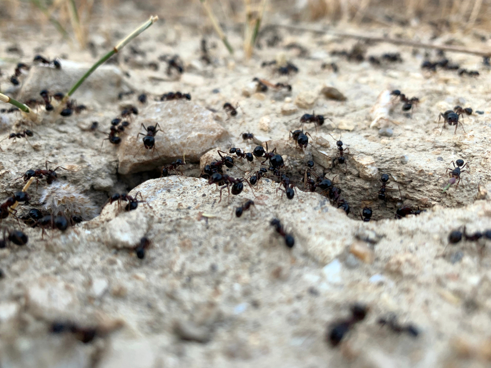 Tiny Trespassers: Tackling Ant Infestations Post-Inspection