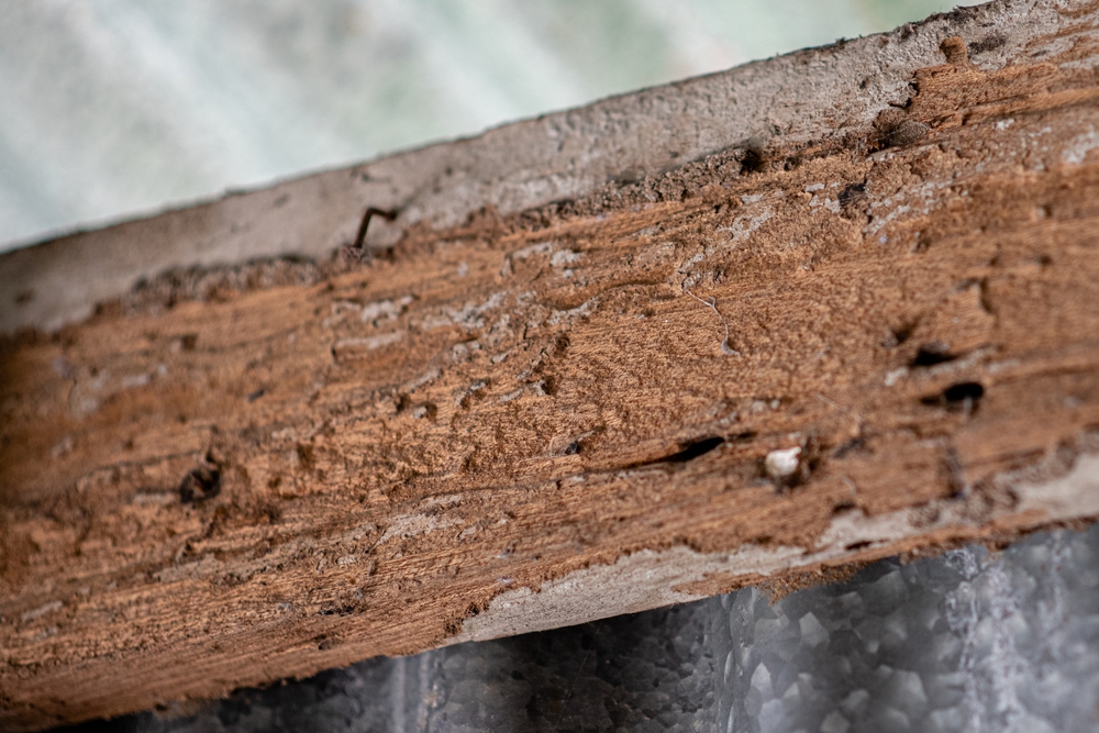 Tips for Maintaining a Termite-Free Home