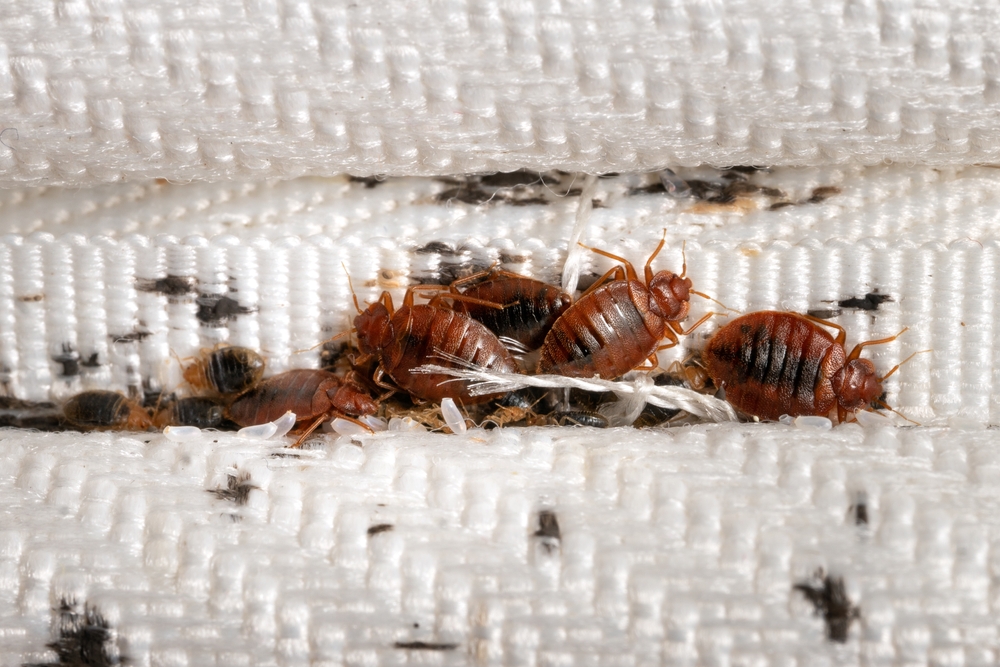 Tips for Successful Bed Bug Inspections