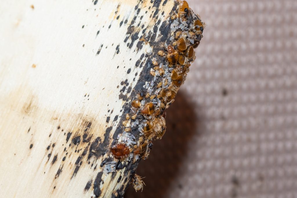 Undercover Pests: The Challenge of Detecting Bed Bugs During Inspections