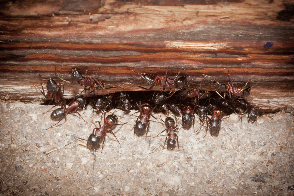 Understanding Ant Infestations