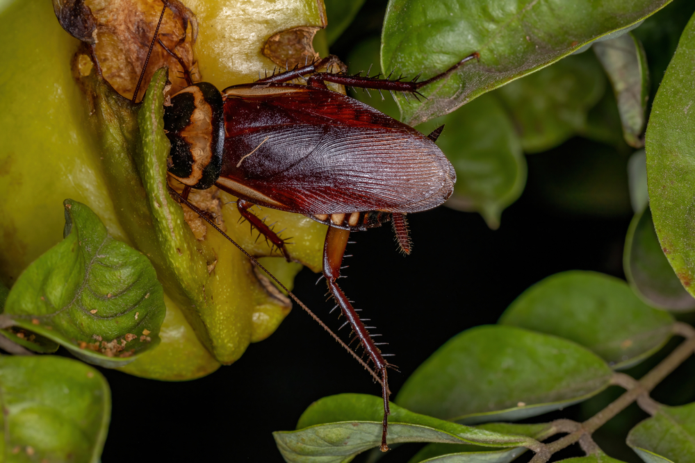 Understanding Pests in the Garden