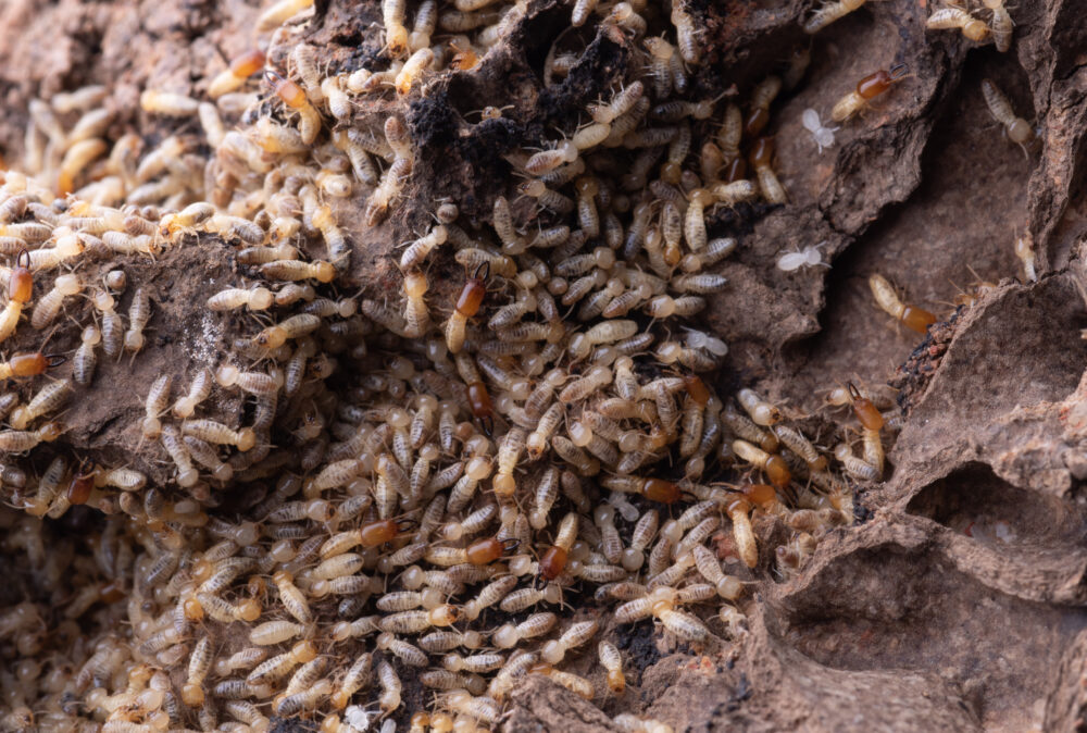 Understanding Termite and Pest Inspections