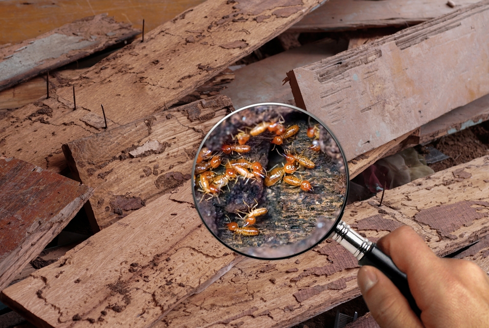 Understanding Timber Pests