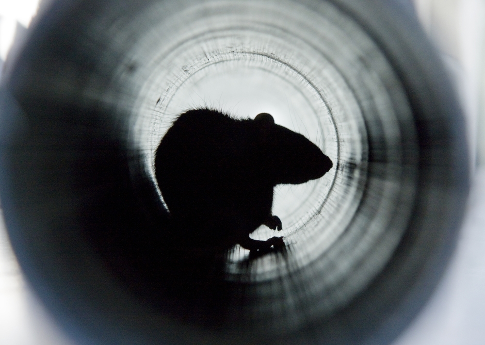 Understanding the Impact of Pests
