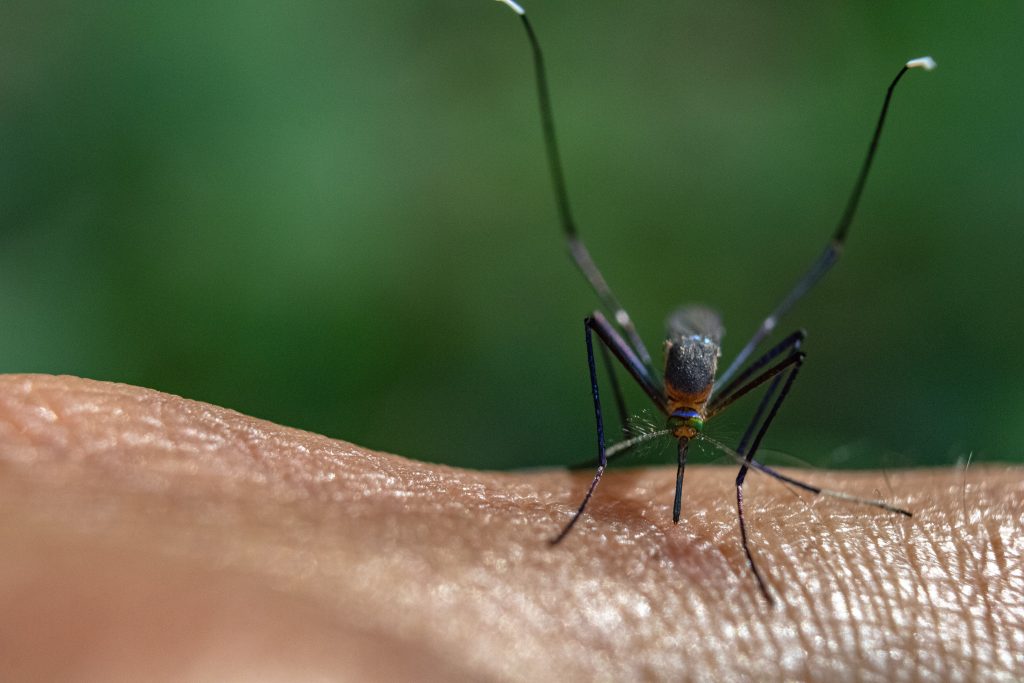 Understanding the Mosquito Menace