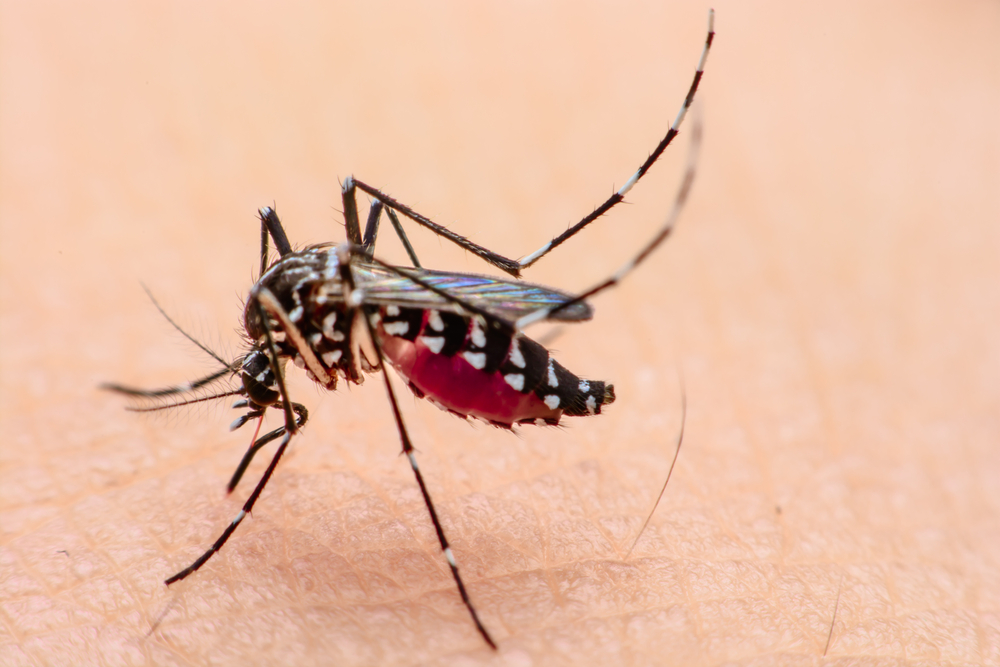 Understanding the Vital Differences Between Aedes and Anopheles Mosquitoes