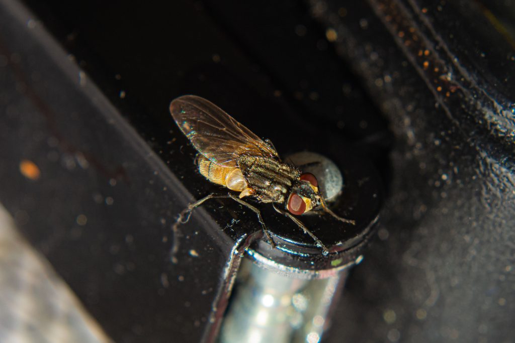 Ways to Prevent Fly Infestations
