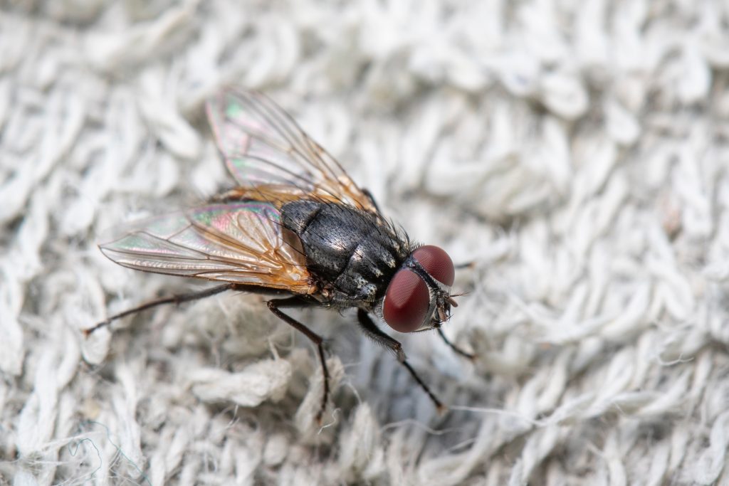 What Are Indoor Flies?