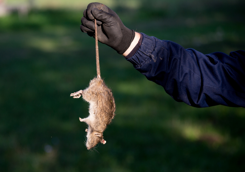 What to Expect During a Pest Inspection