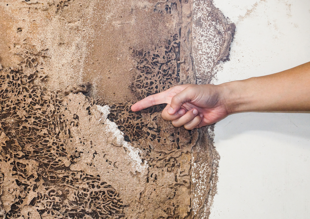 Why Exterior Pest Inspections are Important