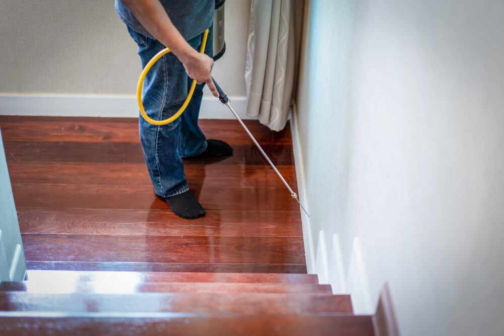Why Professional Inspections are Necessary for Ant Control