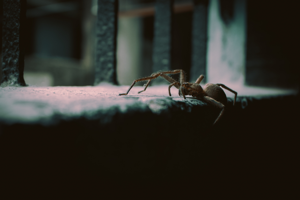 Why Spider Detection is Important