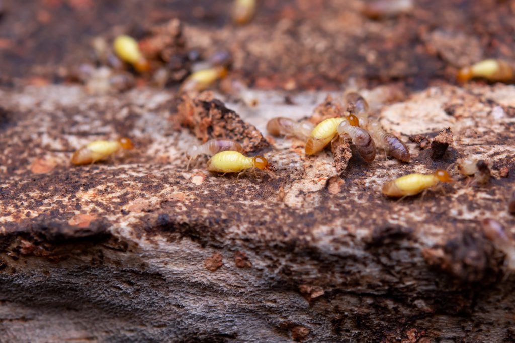 Why Termite Barriers are Important for Under-Construction Sites