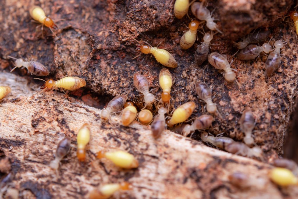 Common Household Pests