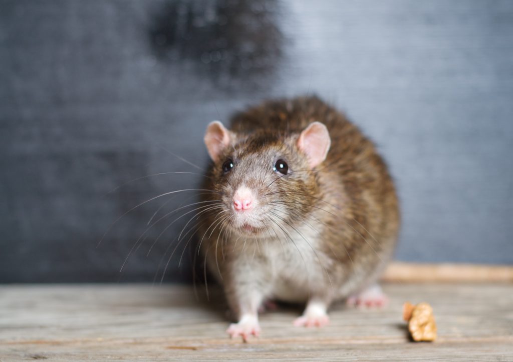 Common Pests in Australia and How to Protect Your Property