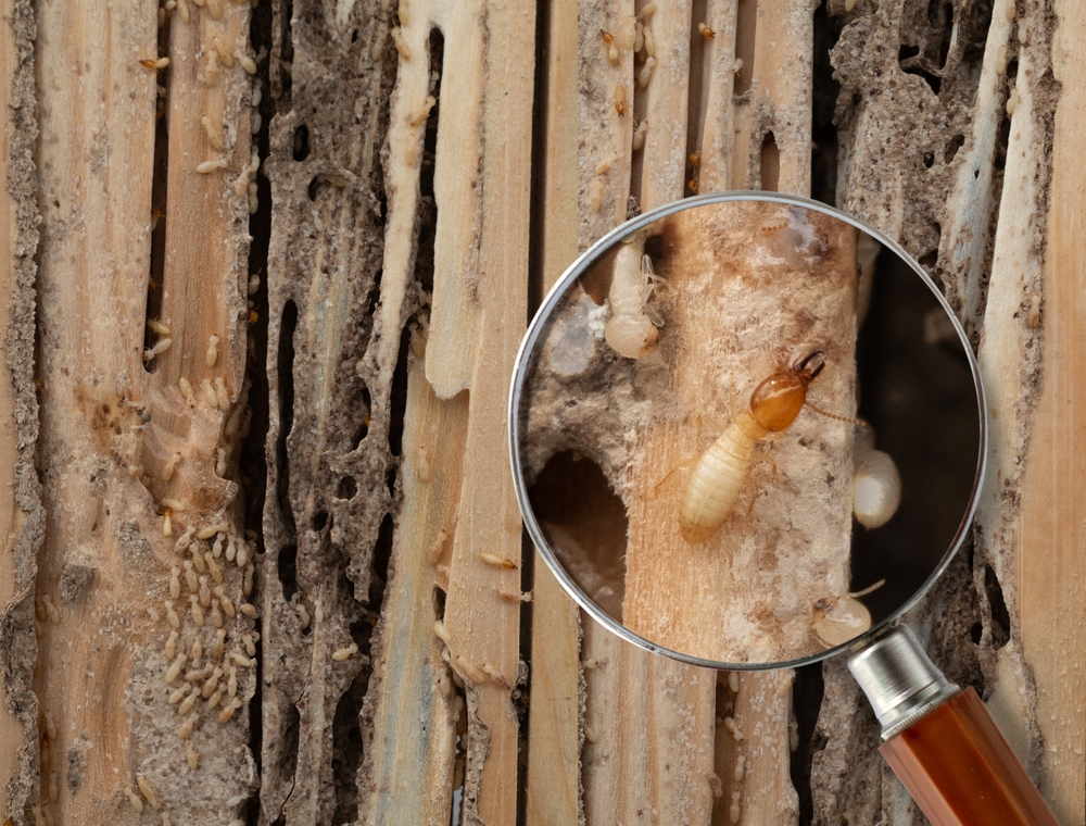 Effective Strategies for Residential Pest Control