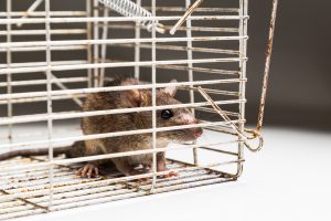 From Barriers to Baits Non-Chemical Pest Control Tactics for Your Home